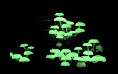 Materia abierta – Convocatoria